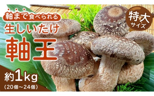 産地直送！軸まで美味しい『軸王しいたけ』 特大サイズ 約1kg (約20〜24個) しいたけ 椎茸 シイタケ きのこ キノコ 野菜 軸が太い 軸まで食べられる 特大 肉厚 旨味 菌床 国産 ぷりぷり ステーキ 椎茸ステーキ 新鮮 BBQ バーベキュー バター焼き 網焼き きんぴら オイル漬け [FL02-NT]