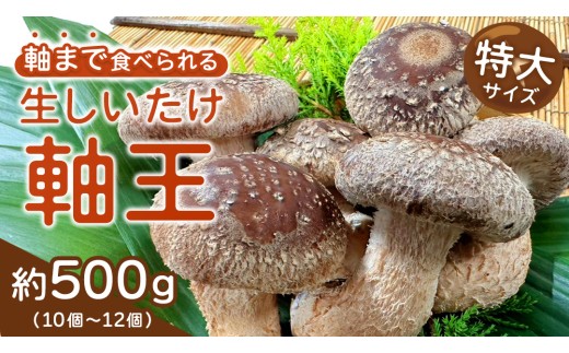 産地直送！軸まで美味しい『軸王しいたけ』特大サイズ 約500g (約10〜12個) しいたけ 椎茸 シイタケ きのこ キノコ 野菜 軸が太い 軸まで食べられる 特大 肉厚 旨味 菌床 国産 ぷりぷり ステーキ 椎茸ステーキ 新鮮 BBQ バーベキュー バター焼き 網焼き きんぴら オイル漬け [FL01-NT]