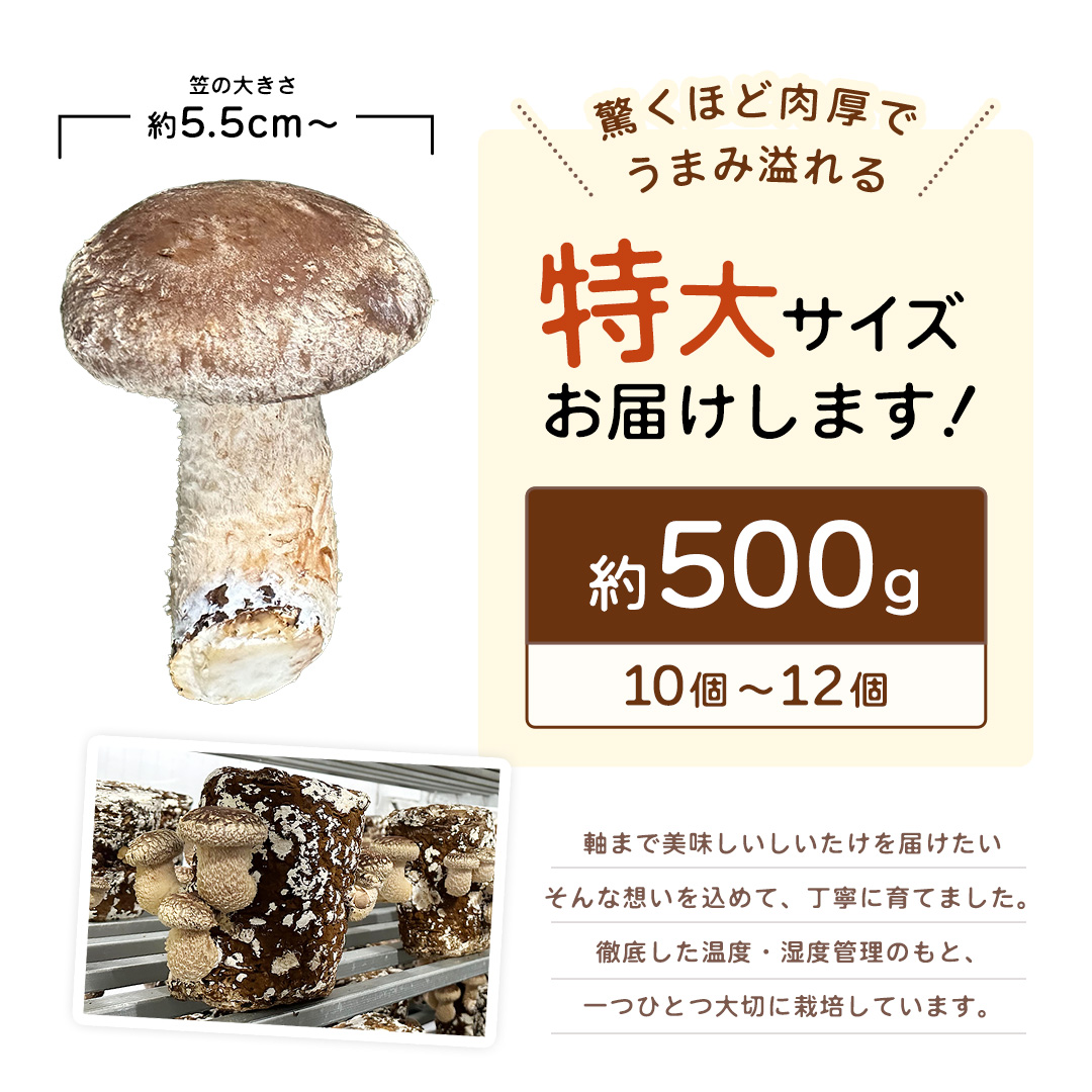 産地直送！軸まで美味しい『軸王しいたけ』特大サイズ 約500g (約10〜12個) しいたけ 椎茸 シイタケ きのこ キノコ 野菜 軸が太い 軸まで食べられる 特大 肉厚 旨味 菌床 国産 ぷりぷり ステーキ 椎茸ステーキ 新鮮 BBQ バーベキュー バター焼き 網焼き きんぴら オイル漬け [FL01-NT]