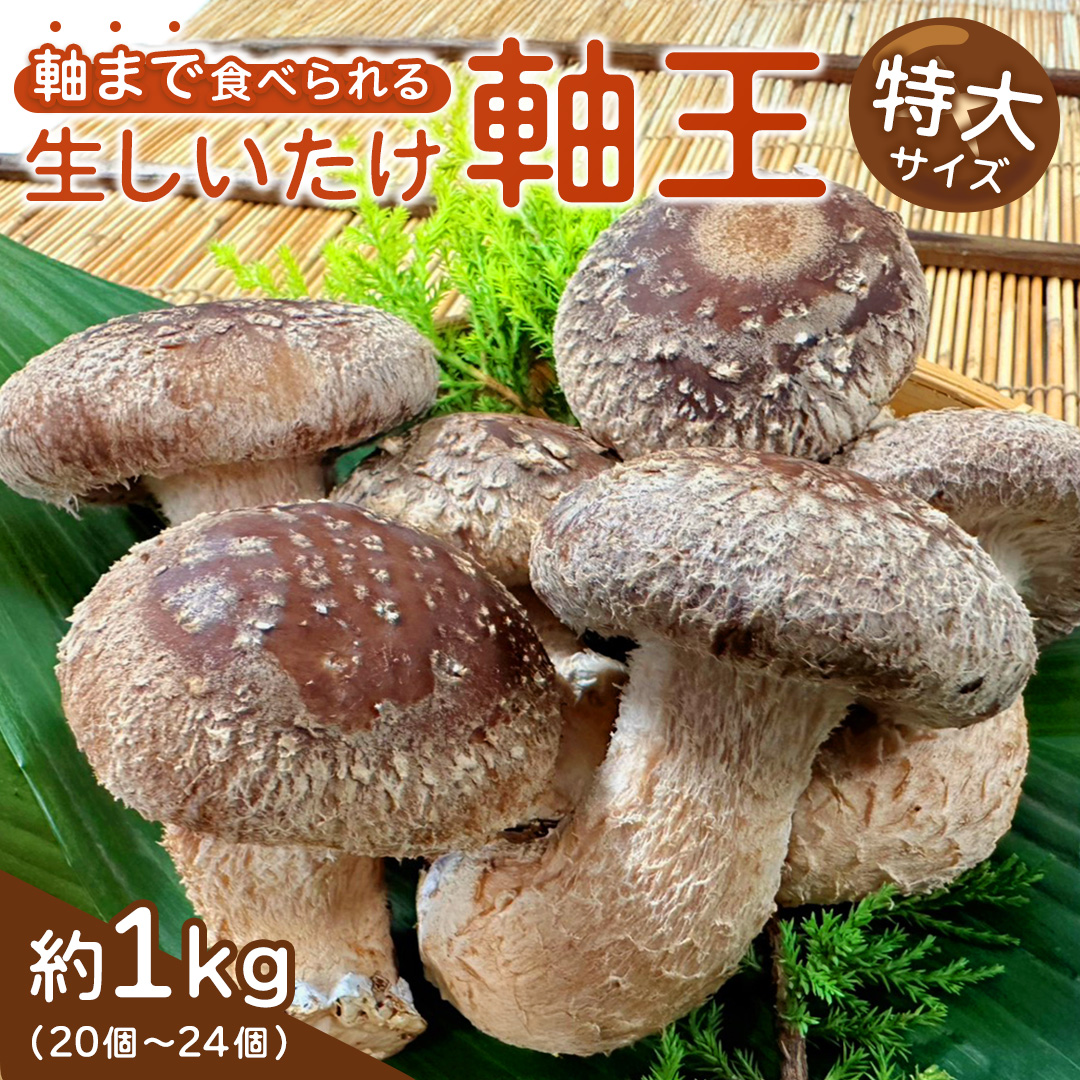 産地直送！軸まで美味しい『軸王しいたけ』 特大サイズ 約1kg (約20〜24個) しいたけ 椎茸 シイタケ きのこ キノコ 野菜 軸が太い 軸まで食べられる 特大 肉厚 旨味 菌床 国産 ぷりぷり ステーキ 椎茸ステーキ 新鮮 BBQ バーベキュー バター焼き 網焼き きんぴら オイル漬け [FL02-NT]