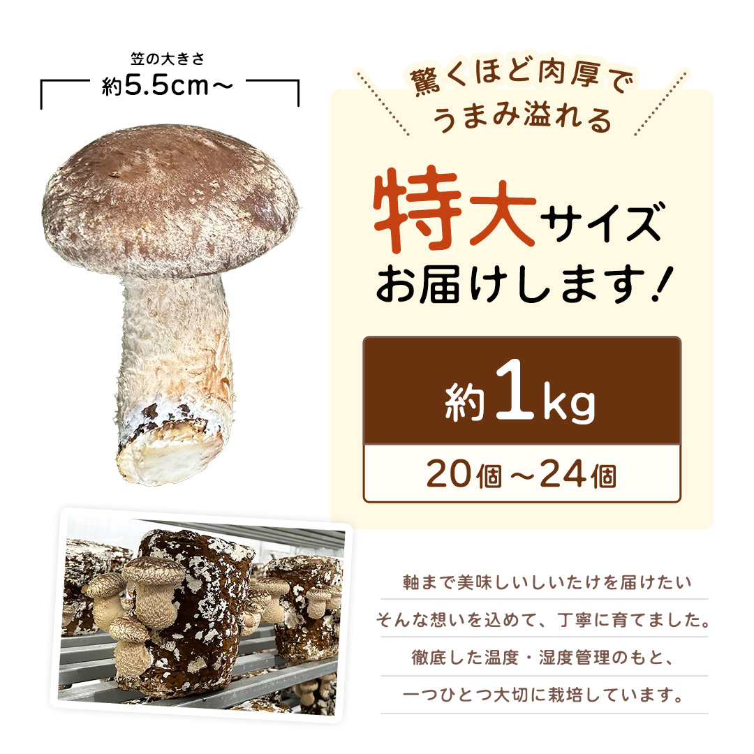 産地直送！軸まで美味しい『軸王しいたけ』 特大サイズ 約1kg (約20〜24個) しいたけ 椎茸 シイタケ きのこ キノコ 野菜 軸が太い 軸まで食べられる 特大 肉厚 旨味 菌床 国産 ぷりぷり ステーキ 椎茸ステーキ 新鮮 BBQ バーベキュー バター焼き 網焼き きんぴら オイル漬け [FL02-NT]