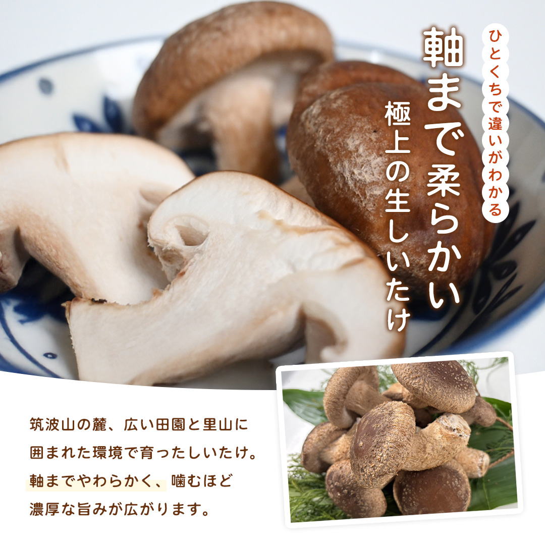 産地直送！軸まで美味しい『軸王しいたけ』サイズ混合 約1kg (約50～70個) しいたけ 椎茸 シイタケ きのこ キノコ 野菜 軸が太い 軸まで食べられる 特大 肉厚 旨味 菌床 国産 ぷりぷり ステーキ 椎茸ステーキ 新鮮 BBQ バーベキュー バター焼き 網焼き きんぴら オイル漬け [FL04-NT]