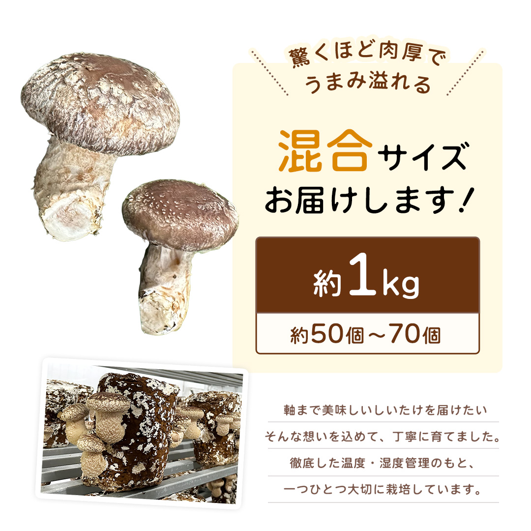 産地直送！軸まで美味しい『軸王しいたけ』サイズ混合 約1kg (約50～70個) しいたけ 椎茸 シイタケ きのこ キノコ 野菜 軸が太い 軸まで食べられる 特大 肉厚 旨味 菌床 国産 ぷりぷり ステーキ 椎茸ステーキ 新鮮 BBQ バーベキュー バター焼き 網焼き きんぴら オイル漬け [FL04-NT]