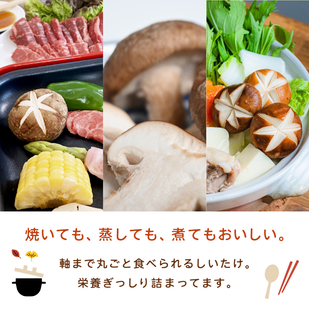 産地直送！軸まで美味しい『軸王しいたけ』サイズ混合 約1kg (約50～70個) しいたけ 椎茸 シイタケ きのこ キノコ 野菜 軸が太い 軸まで食べられる 特大 肉厚 旨味 菌床 国産 ぷりぷり ステーキ 椎茸ステーキ 新鮮 BBQ バーベキュー バター焼き 網焼き きんぴら オイル漬け [FL04-NT]