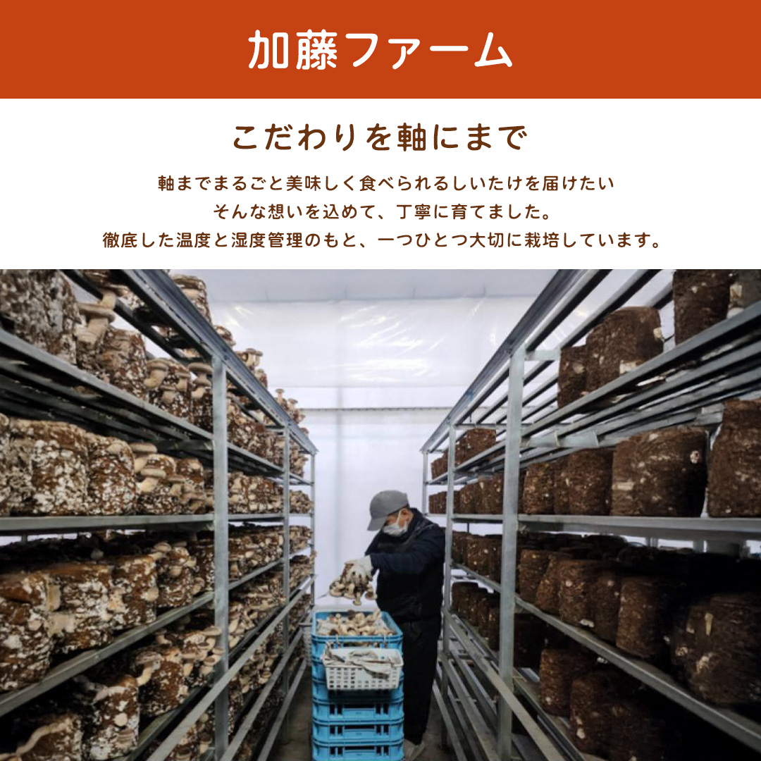 産地直送！軸まで美味しい『軸王しいたけ』サイズ混合 約1kg (約50～70個) しいたけ 椎茸 シイタケ きのこ キノコ 野菜 軸が太い 軸まで食べられる 特大 肉厚 旨味 菌床 国産 ぷりぷり ステーキ 椎茸ステーキ 新鮮 BBQ バーベキュー バター焼き 網焼き きんぴら オイル漬け [FL04-NT]