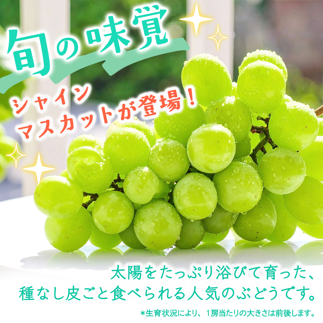 【定期便】3か月連続でお届け！ シャインマスカット 約2kg（約4房）【2026年8月から発送開始】（茨城県共通返礼品 [ぶどう]：結城市産） ぶどう ブドウ 葡萄 シャインマスカット 種なし 皮ごと 甘い 高級 ふるさと納税 定期便 3か月 [FC56-NT]