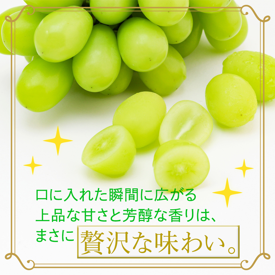 【定期便】3か月連続でお届け！ シャインマスカット 約2kg（約4房）【2026年8月から発送開始】（茨城県共通返礼品 [ぶどう]：結城市産） ぶどう ブドウ 葡萄 シャインマスカット 種なし 皮ごと 甘い 高級 ふるさと納税 定期便 3か月 [FC56-NT]
