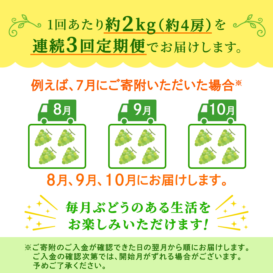 【定期便】3か月連続でお届け！ シャインマスカット 約2kg（約4房）【2026年8月から発送開始】（茨城県共通返礼品 [ぶどう]：結城市産） ぶどう ブドウ 葡萄 シャインマスカット 種なし 皮ごと 甘い 高級 ふるさと納税 定期便 3か月 [FC56-NT]