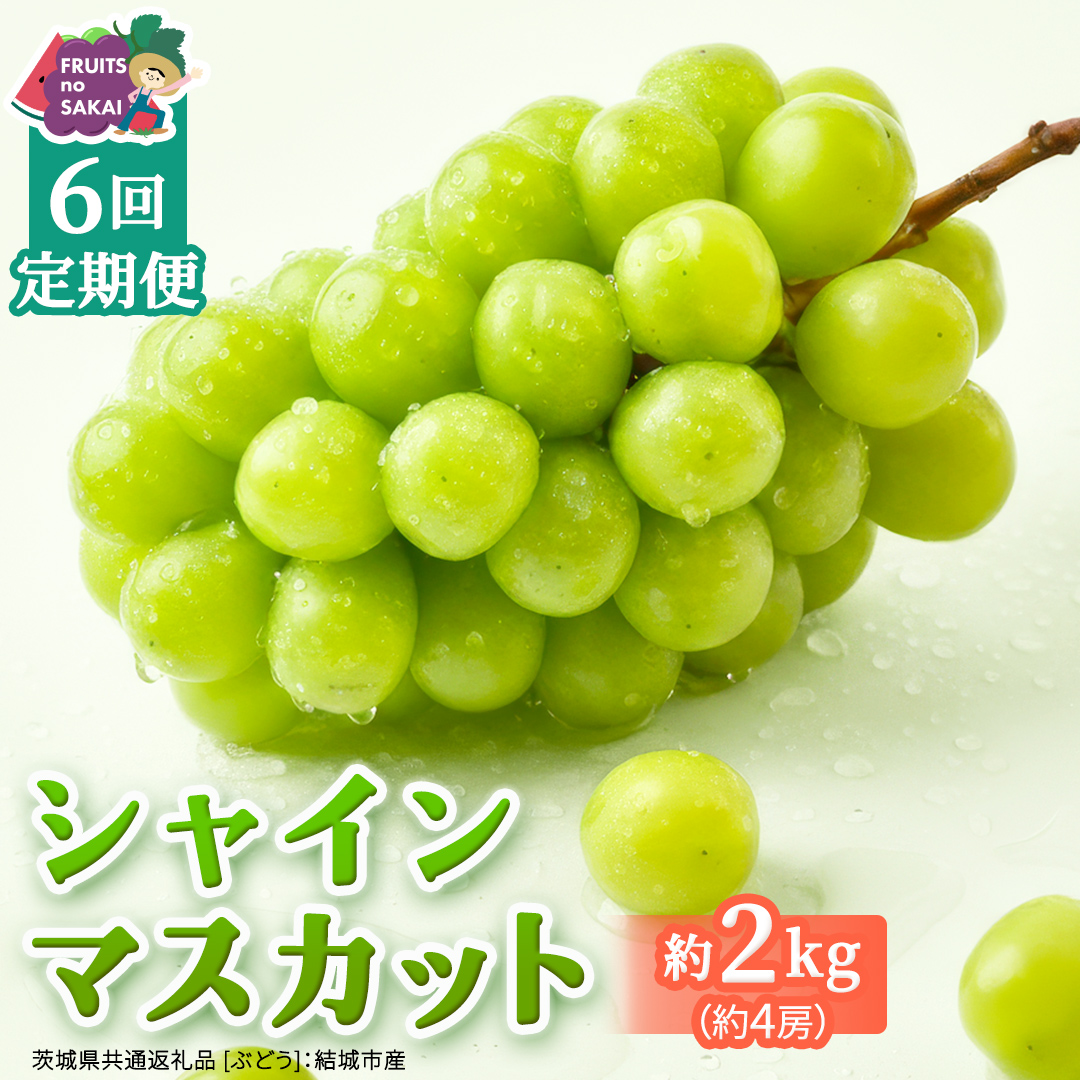 【定期便】6か月連続でお届け！ シャインマスカット 約2kg（約4房）【2026年8月から発送開始】（茨城県共通返礼品 [ぶどう]：結城市産） ぶどう ブドウ 葡萄 シャインマスカット 種なし 皮ごと 甘い 高級 ふるさと納税 定期便 6か月 [FC57-NT]