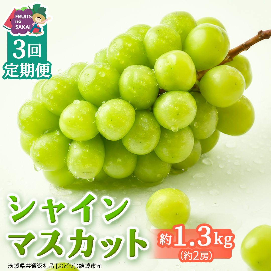 【定期便】3か月連続でお届け！ シャインマスカット 約1.3kg（約2房）【2026年8月から発送開始】（茨城県共通返礼品 [ぶどう]：結城市産） ぶどう ブドウ 葡萄 シャインマスカット 種なし 皮ごと 甘い 高級 ふるさと納税 定期便 3か月 [FC54-NT]
