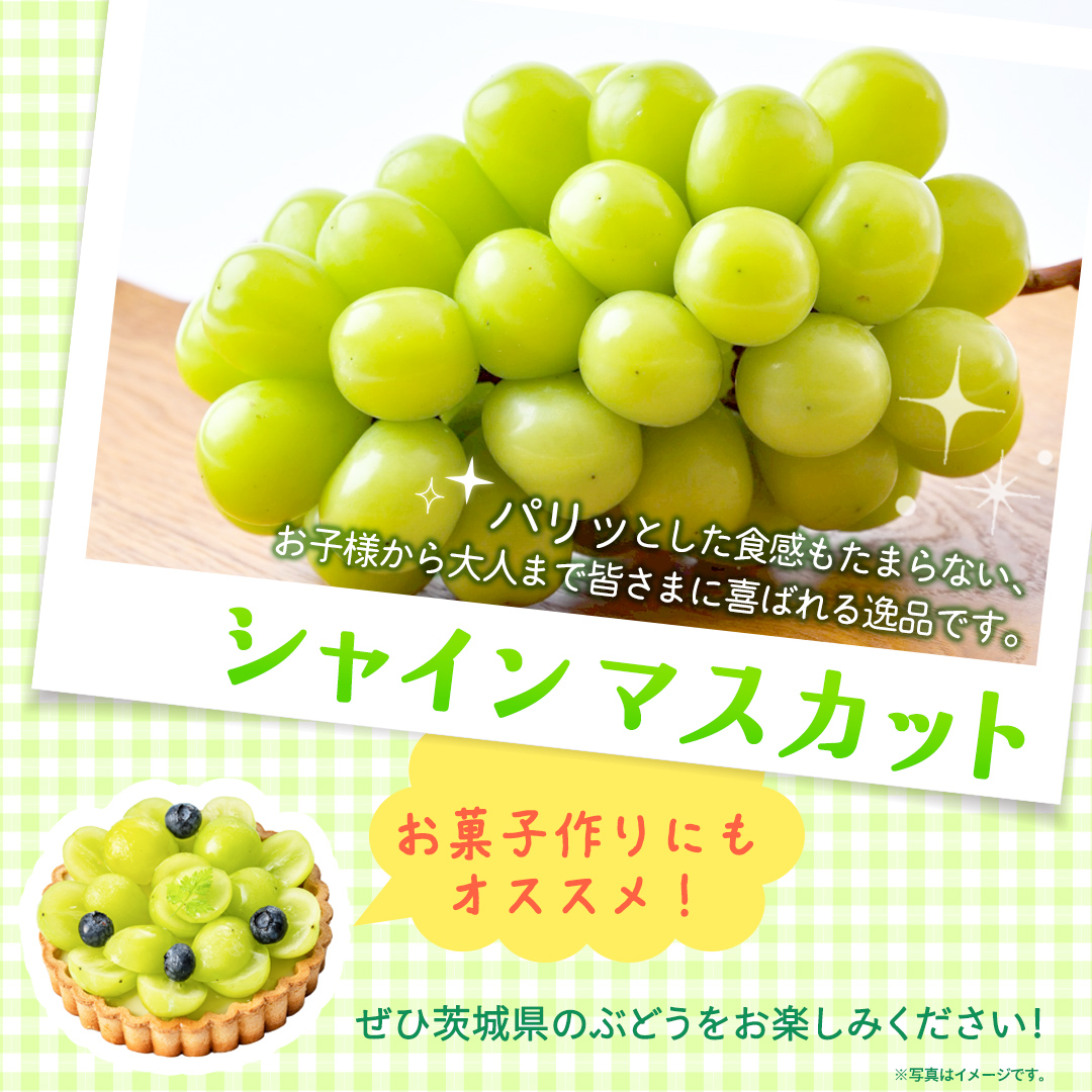【定期便】6か月連続でお届け！ シャインマスカット 約5kg（約8～12房）【2026年8月から発送開始】（茨城県共通返礼品 [ぶどう]：結城市産） ぶどう ブドウ 葡萄 シャインマスカット 種なし 皮ごと 甘い 高級 ふるさと納税 定期便 6か月 [FC59-NT]