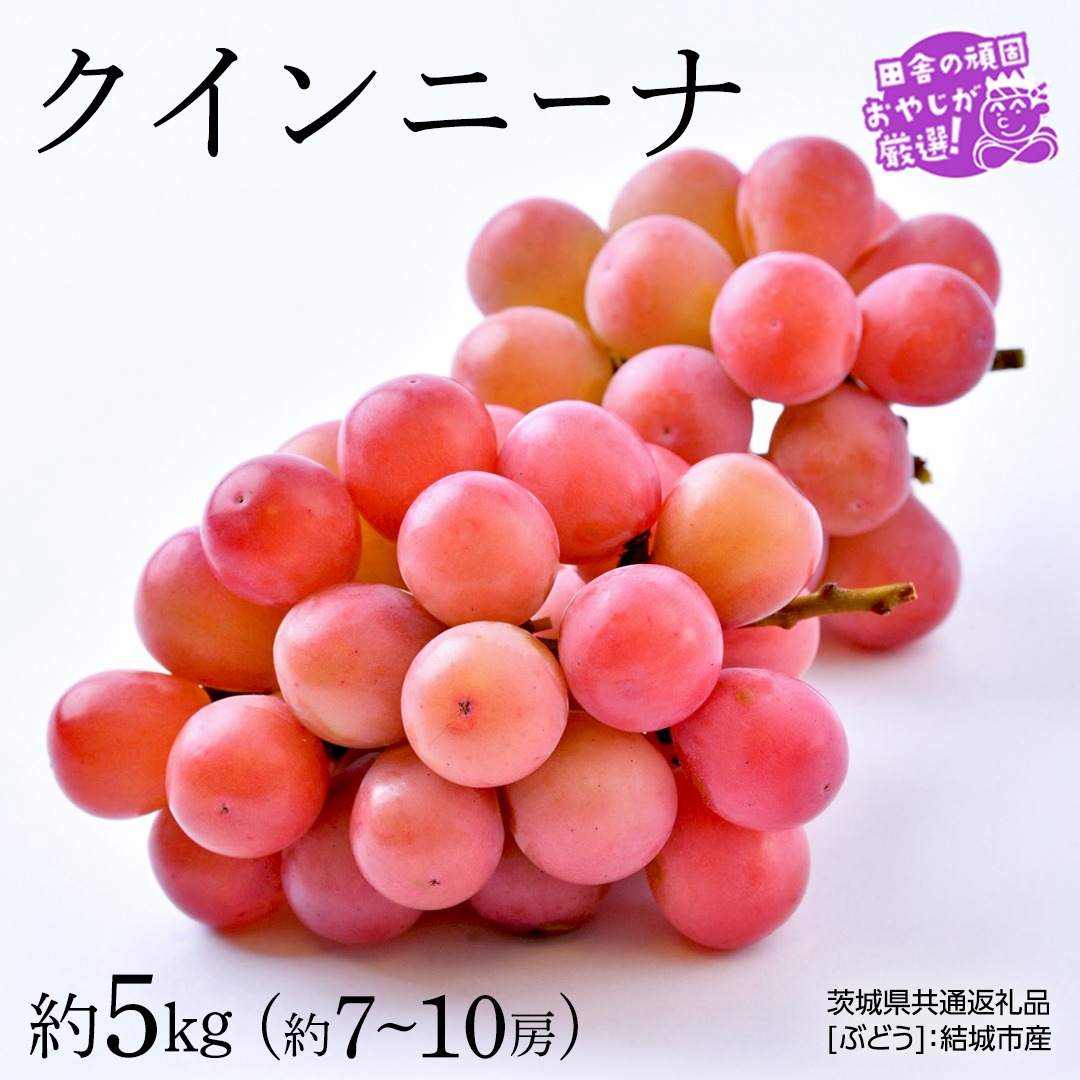クインニーナ 約5kg（約7〜10房）【2026年8月より発送開始】（茨城県共通返礼品 [ぶどう]：結城市産） ぶどう ブドウ 葡萄 果物 フルーツ 茨城県産 [BI424-NT]
