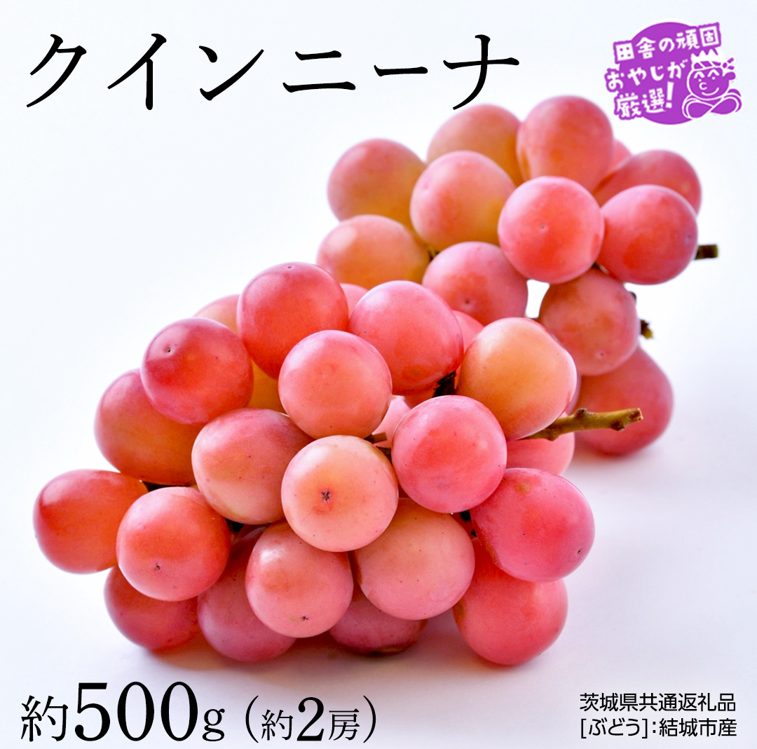 クインニーナ 約500g×約2房【2026年9月より発送開始】（茨城県共通返礼品 [ぶどう]：結城市産） ぶどう ブドウ 葡萄 果物 フルーツ 茨城県産 [BI425-NT]
