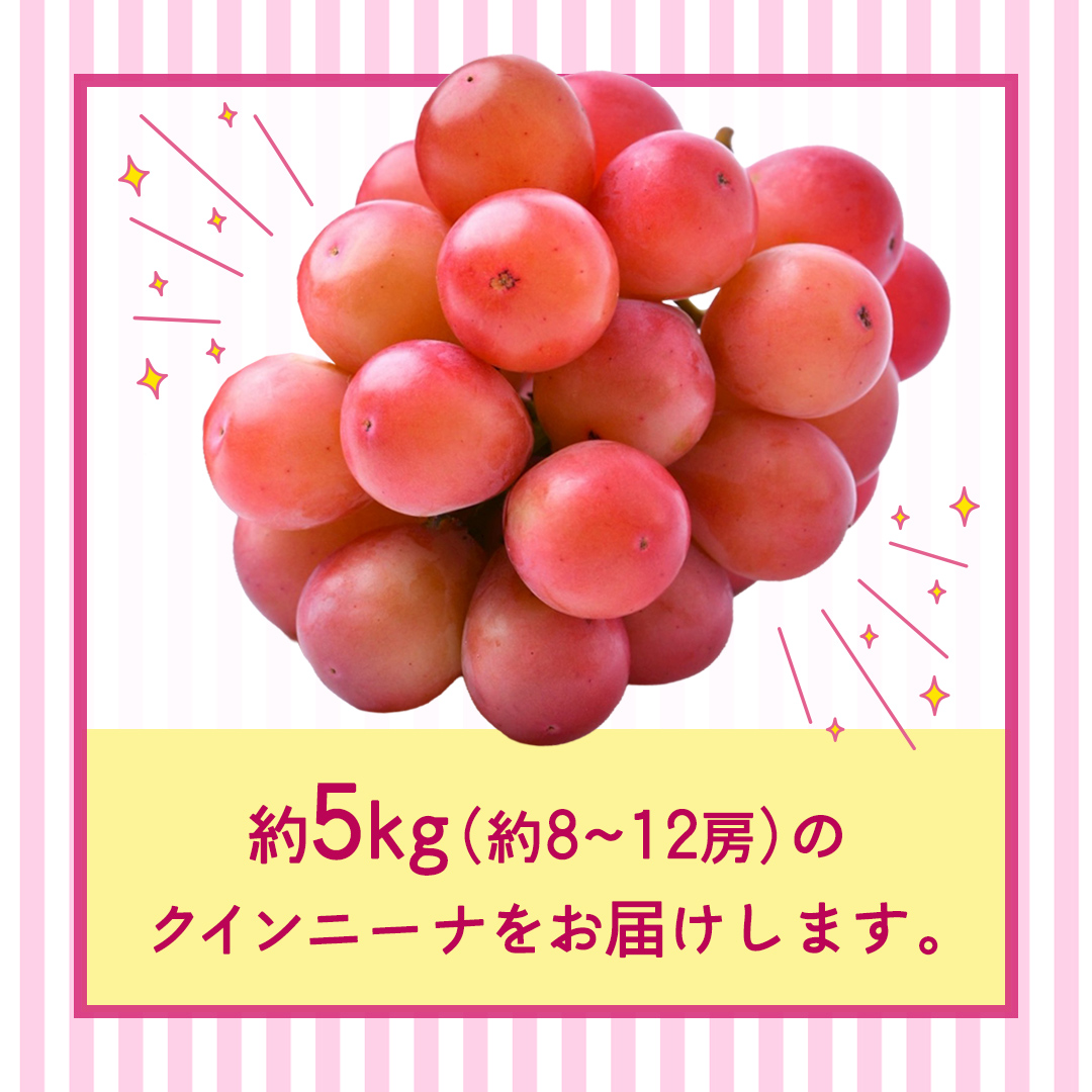 クインニーナ 約5kg （約8～12房）【2026年8月より発送開始】（茨城県共通返礼品 [ぶどう]：結城市産） ぶどう ブドウ 葡萄 クインニーナ 種なし 皮ごと 高級 国産 ふるさと納税 [FC02-NT]