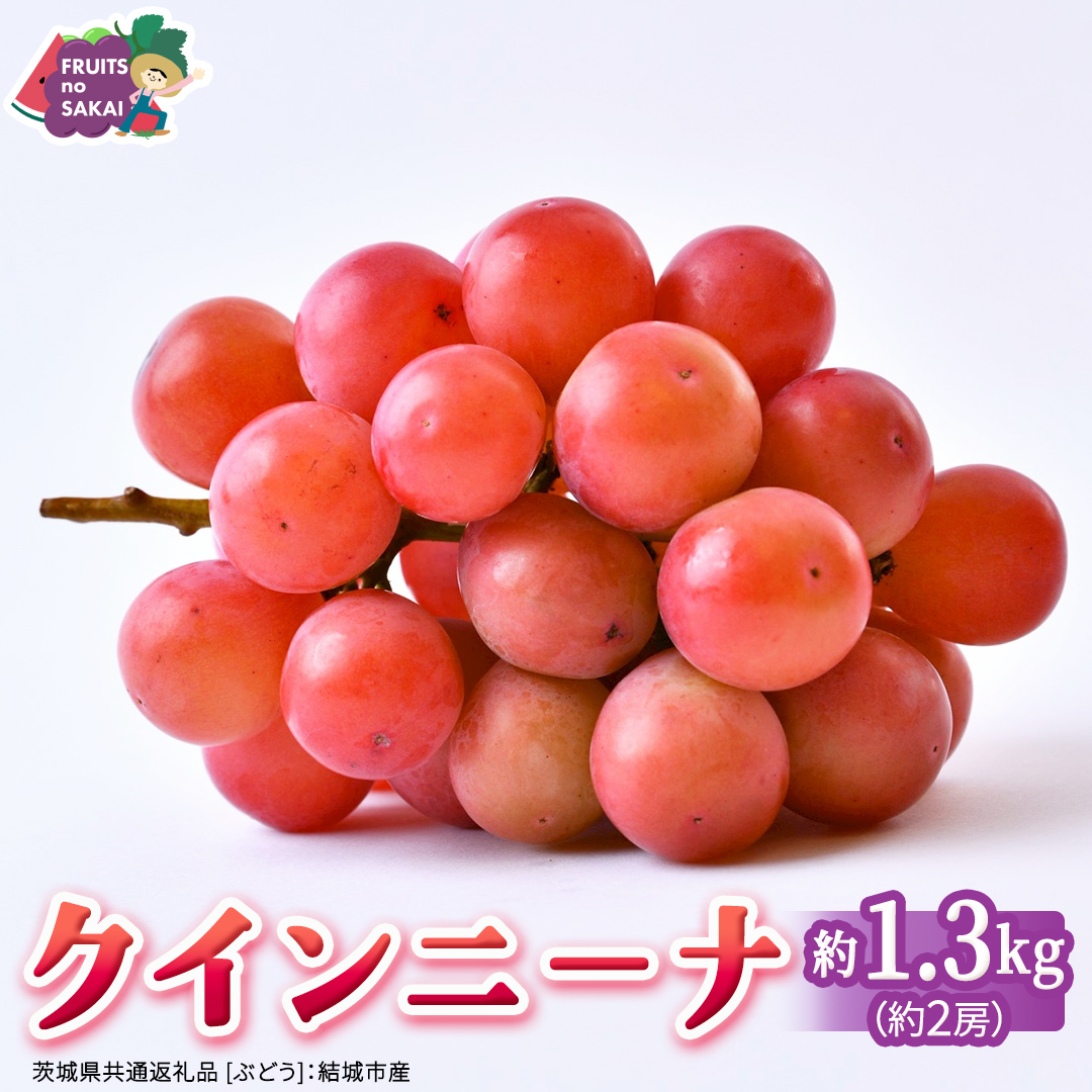 クインニーナ 約1.3kg（約2房） 【2026年8月より発送開始】 （茨城県共通返礼品 [ぶどう]：結城市産） ぶどう ブドウ 葡萄 クインニーナ 種なし 皮ごと 高級 国産 ふるさと納税 [FC17-NT]