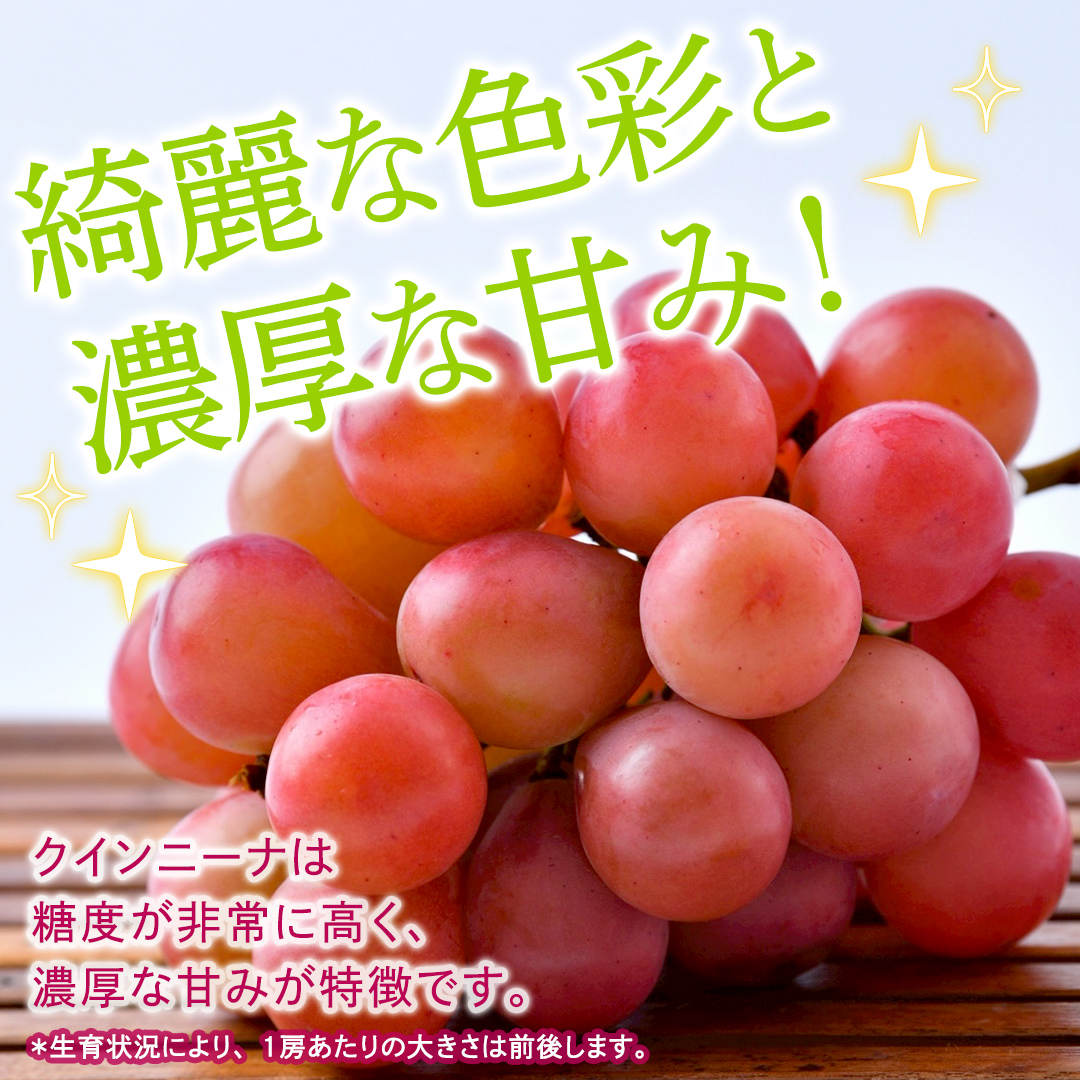 クインニーナ 約1.3kg（約2房） 【2026年8月より発送開始】 （茨城県共通返礼品 [ぶどう]：結城市産） ぶどう ブドウ 葡萄 クインニーナ 種なし 皮ごと 高級 国産 ふるさと納税 [FC17-NT]