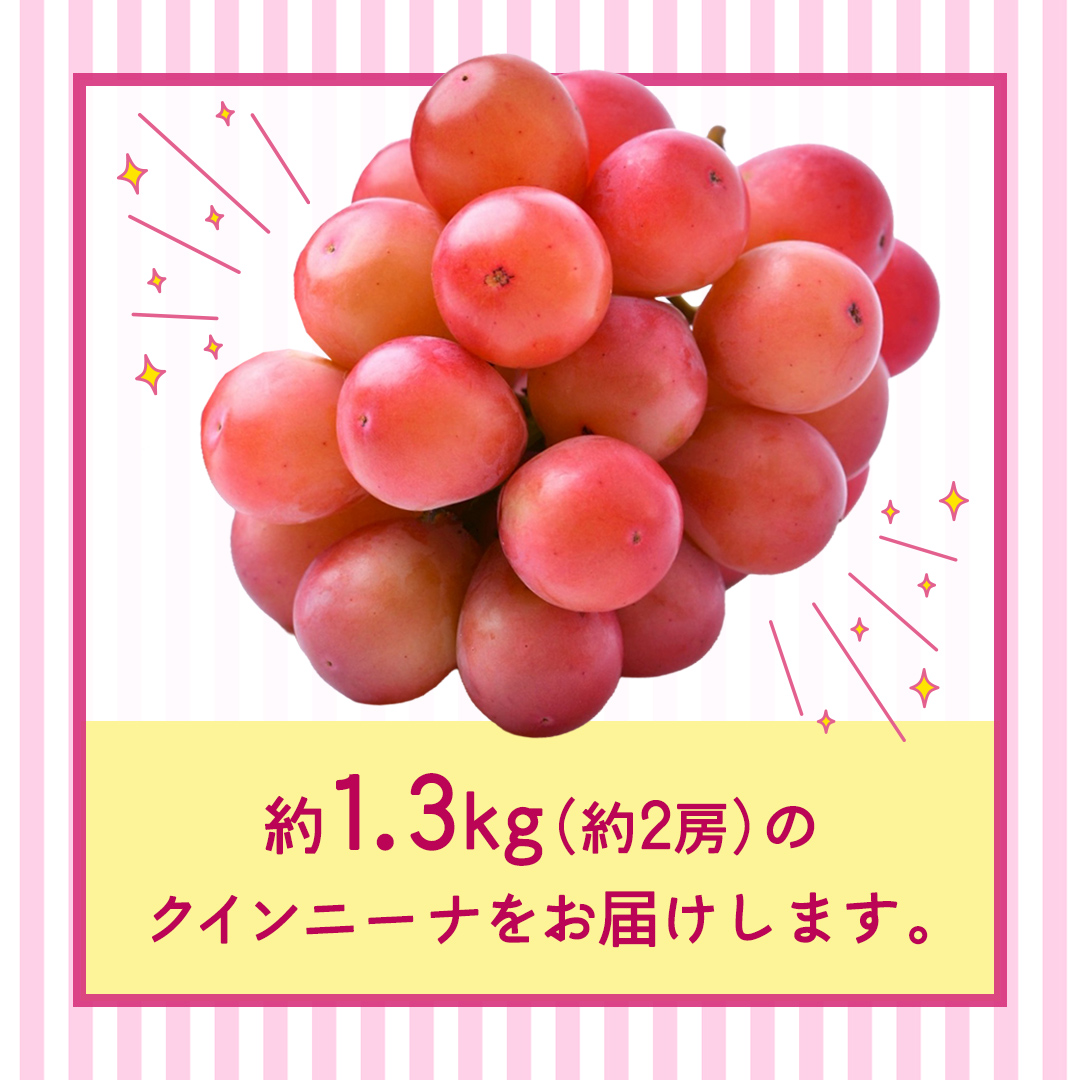 クインニーナ 約1.3kg（約2房） 【2026年8月より発送開始】 （茨城県共通返礼品 [ぶどう]：結城市産） ぶどう ブドウ 葡萄 クインニーナ 種なし 皮ごと 高級 国産 ふるさと納税 [FC17-NT]