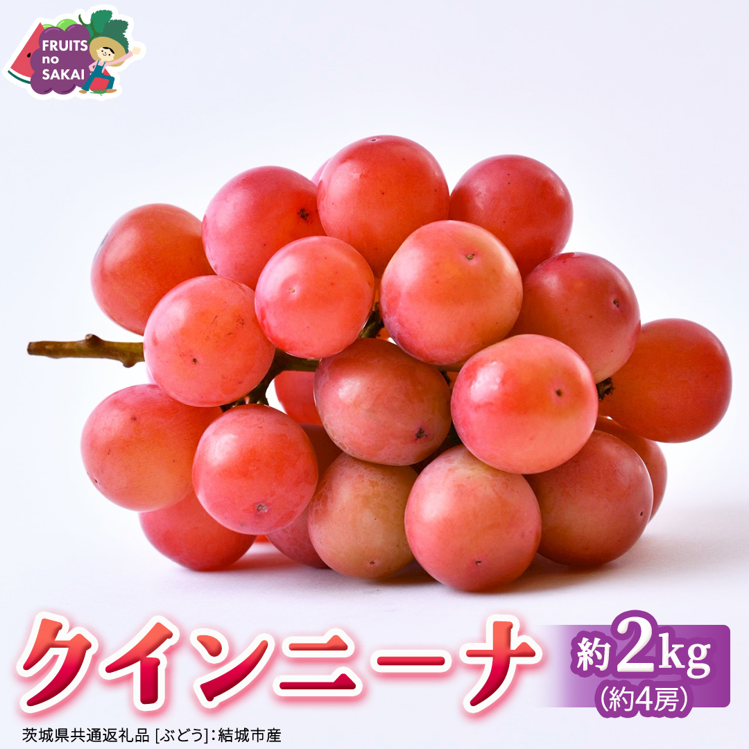 クインニーナ 約2kg（約4房） 【2026年8月より発送開始】 （茨城県共通返礼品 [ぶどう]：結城市産） ぶどう ブドウ 葡萄 クインニーナ 種なし 皮ごと 高級 国産 ふるさと納税 [FC18-NT]