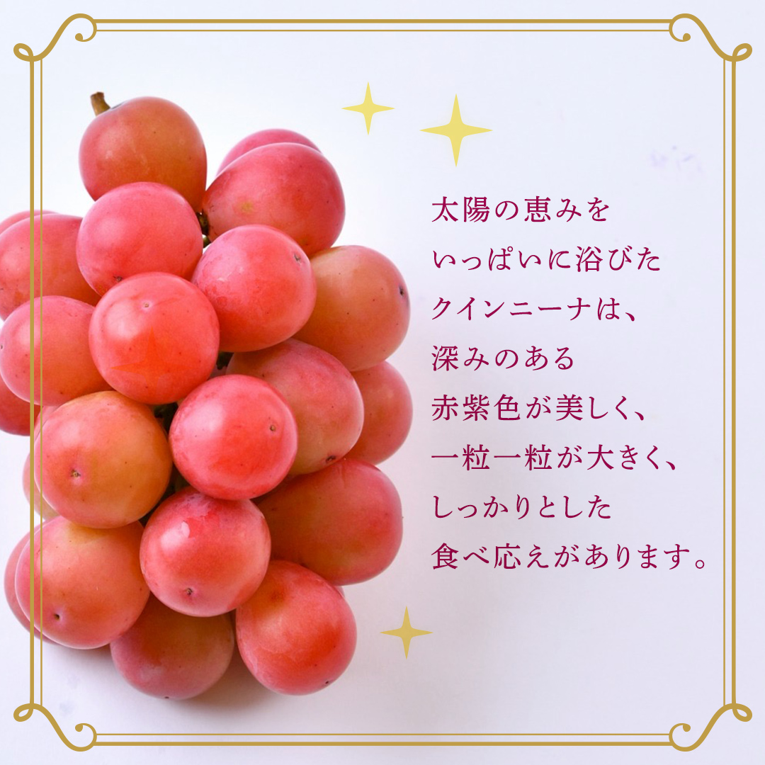 クインニーナ 約2kg（約4房） 【2026年8月より発送開始】 （茨城県共通返礼品 [ぶどう]：結城市産） ぶどう ブドウ 葡萄 クインニーナ 種なし 皮ごと 高級 国産 ふるさと納税 [FC18-NT]