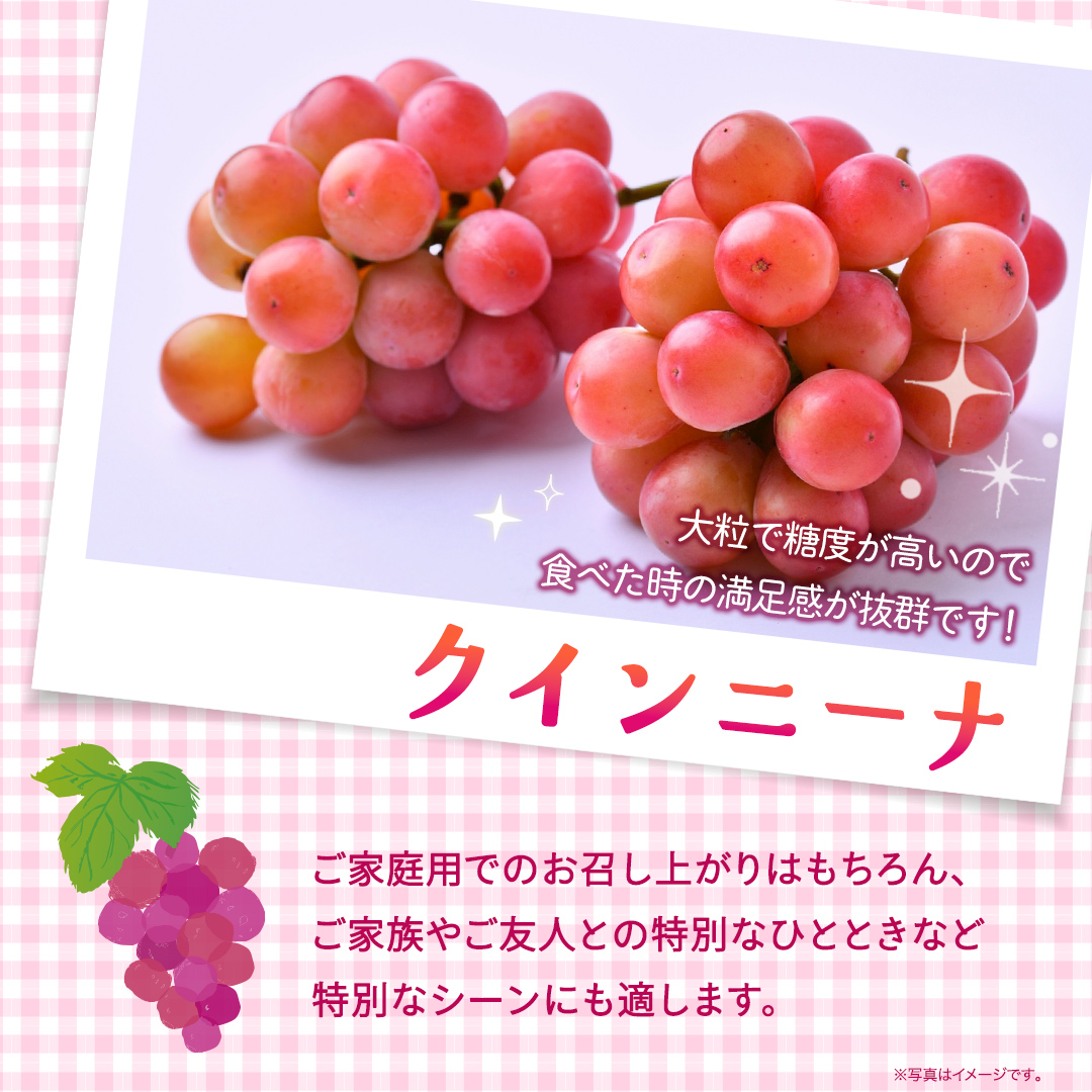 クインニーナ 約2kg（約4房） 【2026年8月より発送開始】 （茨城県共通返礼品 [ぶどう]：結城市産） ぶどう ブドウ 葡萄 クインニーナ 種なし 皮ごと 高級 国産 ふるさと納税 [FC18-NT]