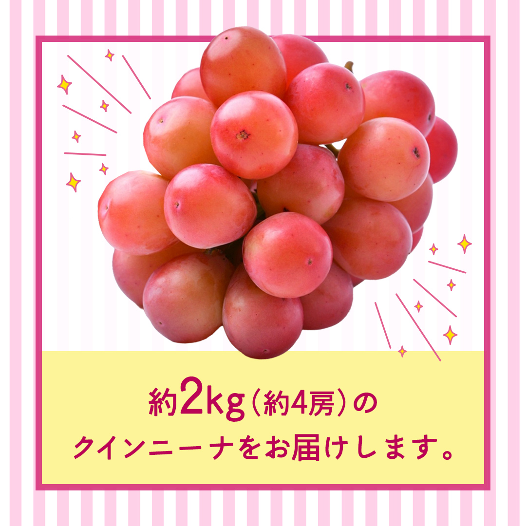 クインニーナ 約2kg（約4房） 【2026年8月より発送開始】 （茨城県共通返礼品 [ぶどう]：結城市産） ぶどう ブドウ 葡萄 クインニーナ 種なし 皮ごと 高級 国産 ふるさと納税 [FC18-NT]