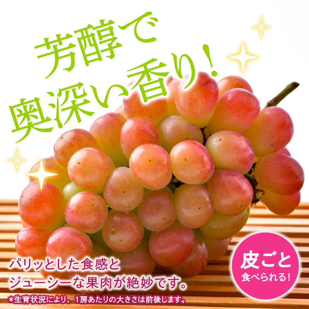 我が道 約1.3kg （約2房）【2026年8月より発送開始】（茨城県共通返礼品 [ぶどう]：結城市産） ぶどう ブドウ 葡萄 我が道 黒ぶどう 皮ごと 高級 国産 ふるさと納税 [FC19-NT]