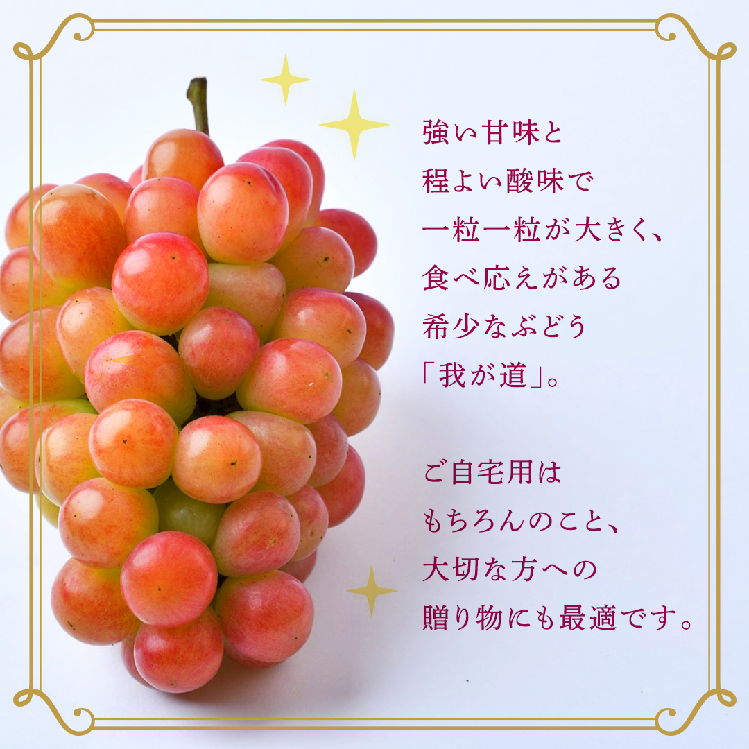 我が道 約1.3kg （約2房）【2026年8月より発送開始】（茨城県共通返礼品 [ぶどう]：結城市産） ぶどう ブドウ 葡萄 我が道 黒ぶどう 皮ごと 高級 国産 ふるさと納税 [FC19-NT]