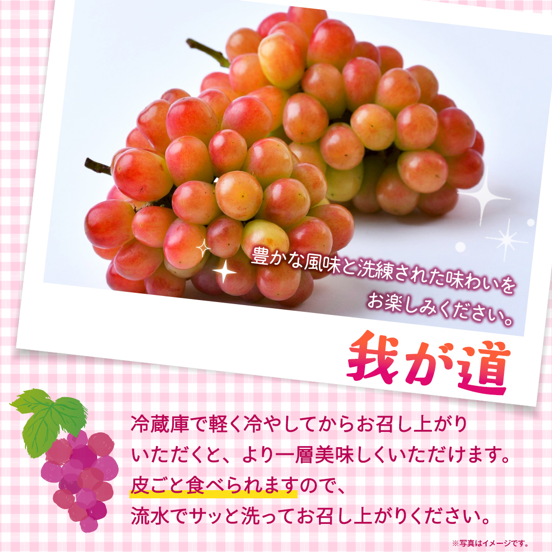 我が道 約1.3kg （約2房）【2026年8月より発送開始】（茨城県共通返礼品 [ぶどう]：結城市産） ぶどう ブドウ 葡萄 我が道 黒ぶどう 皮ごと 高級 国産 ふるさと納税 [FC19-NT]