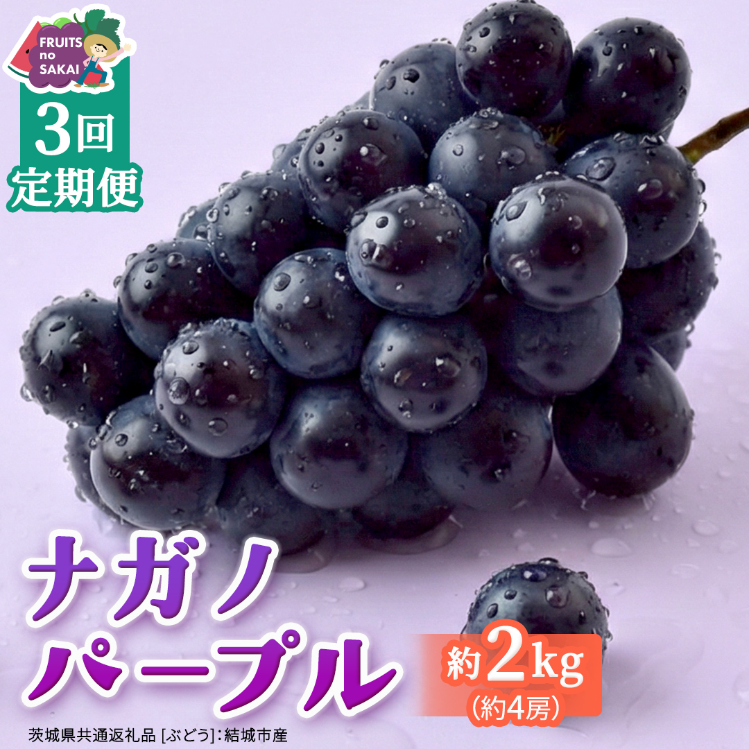【定期便】3か月連続でお届け！ナガノパープル 約2kg （約4房）【2026年8月より発送開始】（茨城県共通返礼品 [ぶどう]：結城市産） ぶどう ブドウ 葡萄 ナガノパープル 種なし 皮ごと 高級 国産 黒ぶどう 旬 お取り寄せ フルーツ 希少品種 デザート [FC61-NT]
