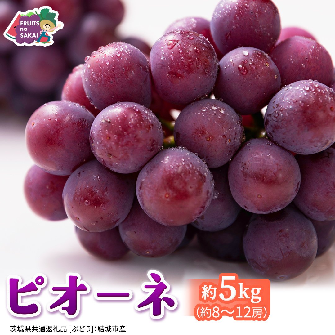 ピオーネ 約5kg （約8～12房）【2026年8月より発送開始】（茨城県共通返礼品 [ぶどう]：結城市産） ぶどう ブドウ 葡萄 ピオーネ高級 国産 黒ぶどう 旬 お取り寄せ フルーツ 希少品種 デザート [FC65-NT]