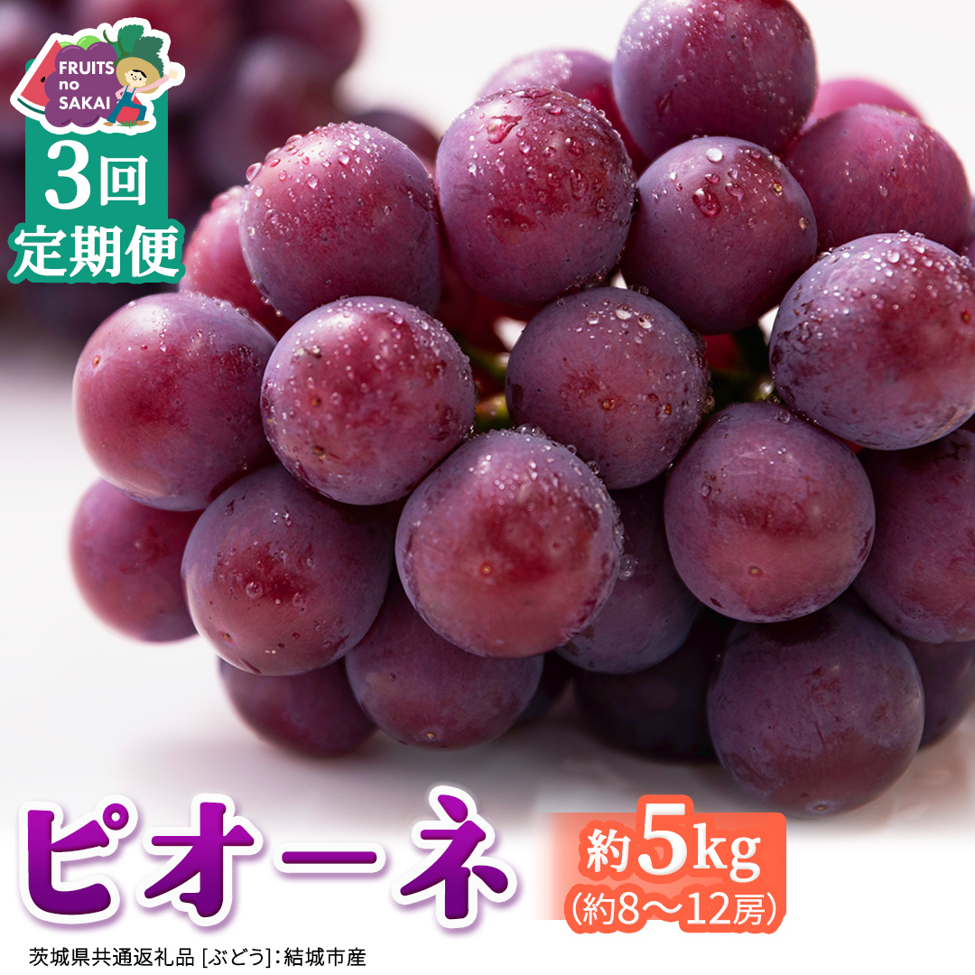【定期便】3か月連続でお届け！ピオーネ 約5kg （約8～12房）【2026年8月より発送開始】（茨城県共通返礼品 [ぶどう]：結城市産） ぶどう ブドウ 葡萄 ピオーネ高級 国産 黒ぶどう 旬 お取り寄せ フルーツ 希少品種 デザート [FC68-NT]
