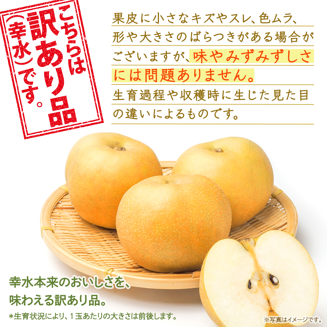 ＜ 訳あり ＞ 幸水 約5kg 【2026年8月より発送開始】（茨城県共通返礼品 [梨]：大子町産） ご家庭用 フルーツ なし ナシ 和梨  梨 わけあり 果実 旬のフルーツ お取り寄せ くだもの 果物 みずみずしい [FC74-NT]