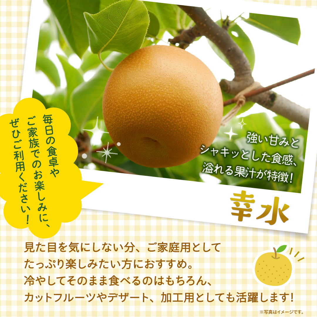 ＜ 訳あり ＞ 幸水 約5kg 【2026年8月より発送開始】（茨城県共通返礼品 [梨]：大子町産） ご家庭用 フルーツ なし ナシ 和梨  梨 わけあり 果実 旬のフルーツ お取り寄せ くだもの 果物 みずみずしい [FC74-NT]