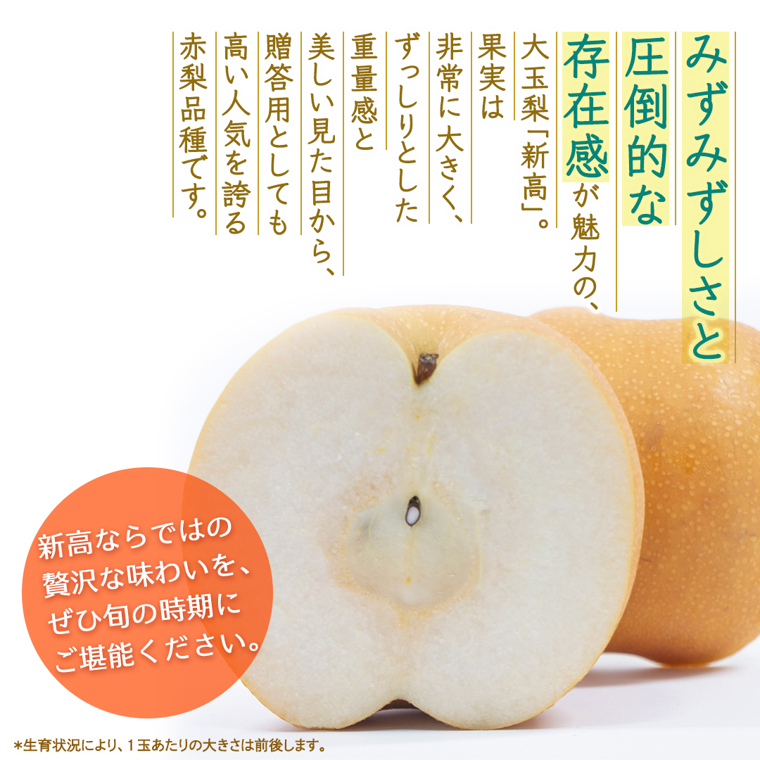 新高 約3kg 【2026年10月より発送開始】（茨城県共通返礼品 [梨]：大子町産） 高糖度 ギフト 贈り物 プレゼント フルーツ なし ナシ 和梨  梨 果実 旬のフルーツ お取り寄せ くだもの 果物 みずみずしい [FC75-NT]