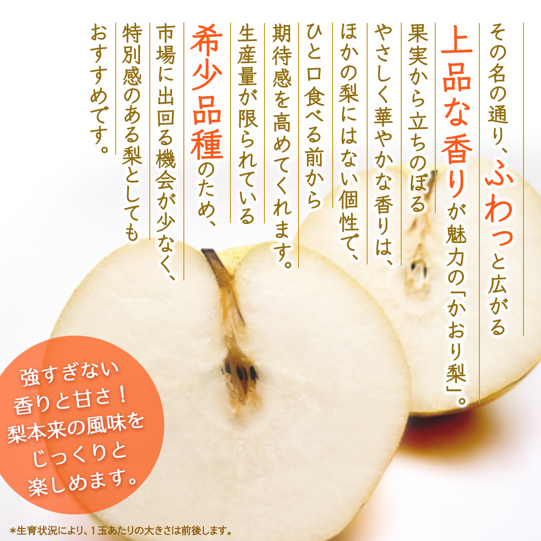かおり 約3kg 【2026年9月より発送開始】（茨城県共通返礼品 [梨]：大子町産） 高糖度 ギフト 贈り物 プレゼント フルーツ なし ナシ 和梨  梨 果実 旬のフルーツ お取り寄せ くだもの 果物 みずみずしい [FC78-NT]