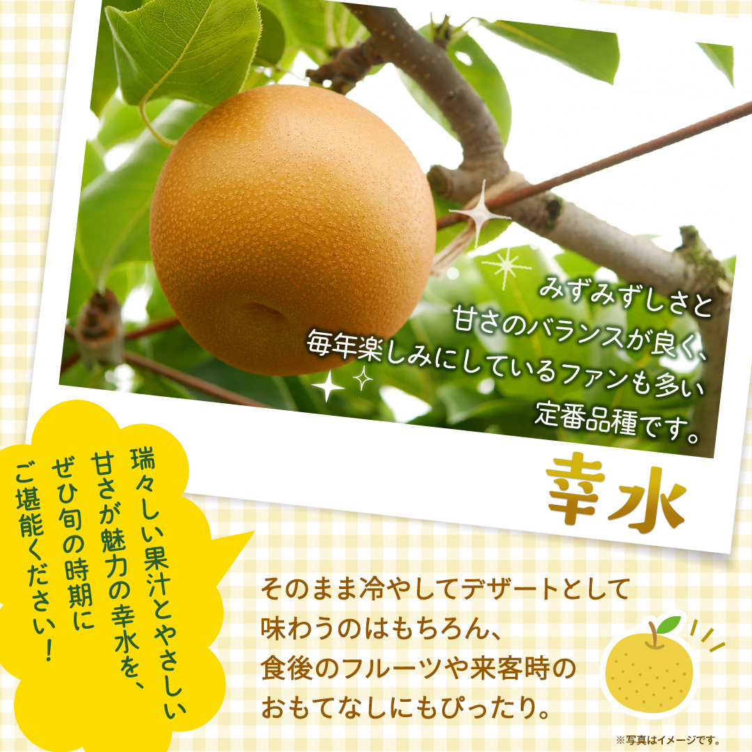 幸水 約5kg【2026年8月より発送開始】（茨城県共通返礼品 [梨]：大子町産） 高糖度 ギフト 贈り物 プレゼント フルーツ なし ナシ 和梨  梨 果実 旬のフルーツ お取り寄せ くだもの 果物 みずみずしい [FC73-NT]