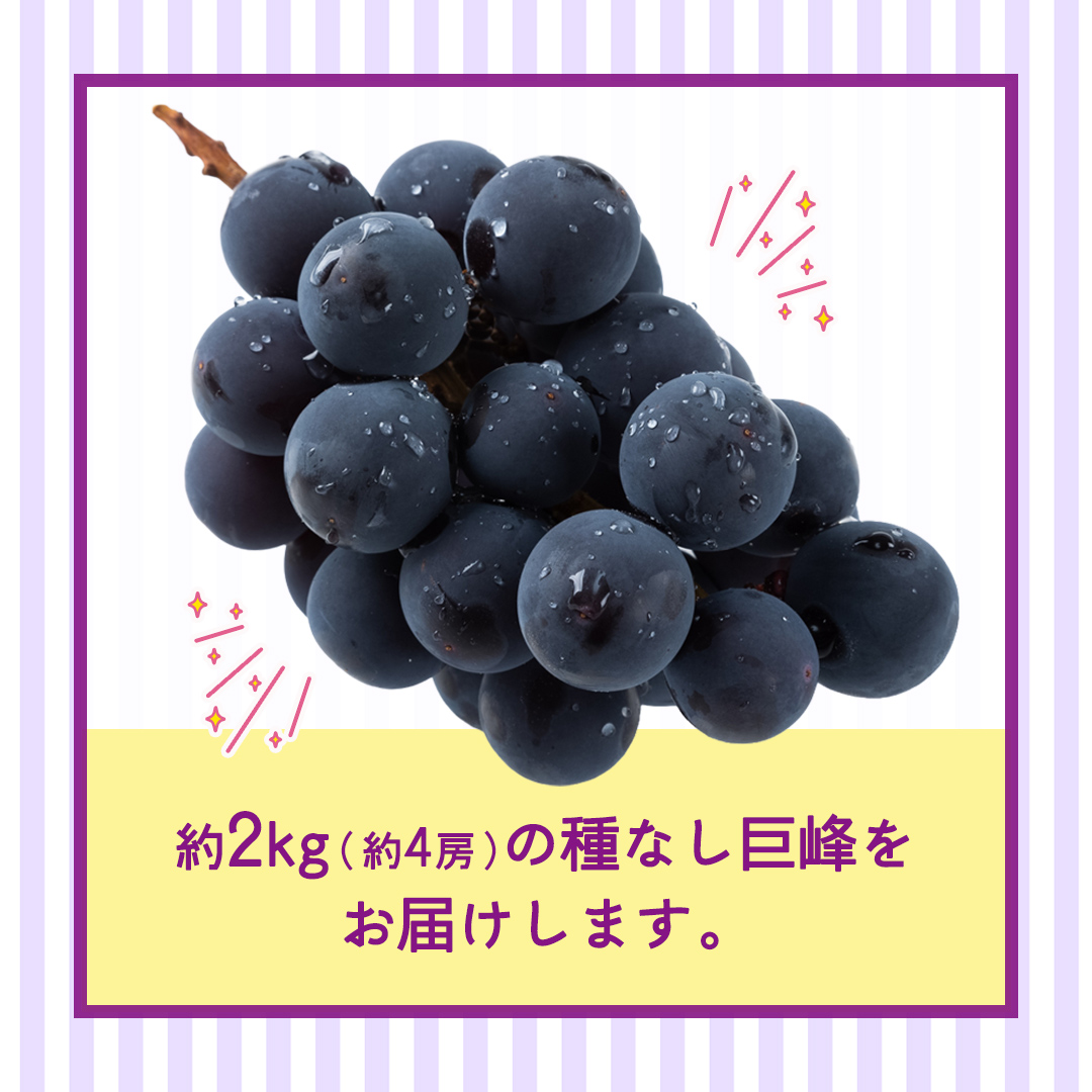 種なし 巨峰 約2kg(約4房)【2026年7月より発送開始】（茨城県共通返礼品 [ぶどう]：結城市産） ぶどう 種なし巨峰 フルーツ デザート 果物 食べやすい 旬 [FC112-NT]