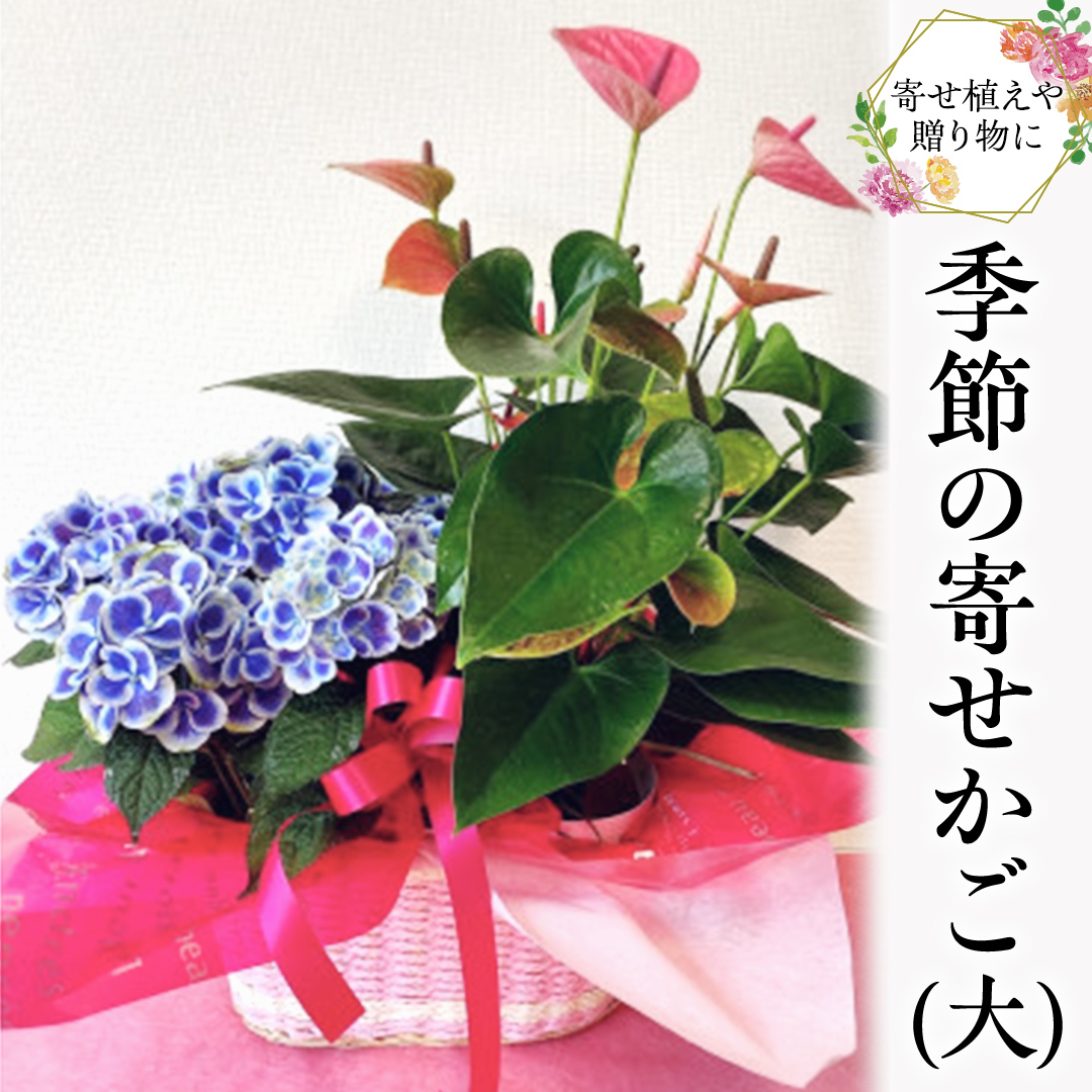 季節の寄せかご（大） 誕生日 プレゼント ギフト 贈り物 父の日 母の日 [AS02-NT]