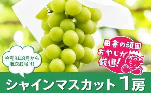 田舎の頑固おやじが厳選！シャインマスカット1房【令和3年8月から順次お届け】 [BI14-NT]