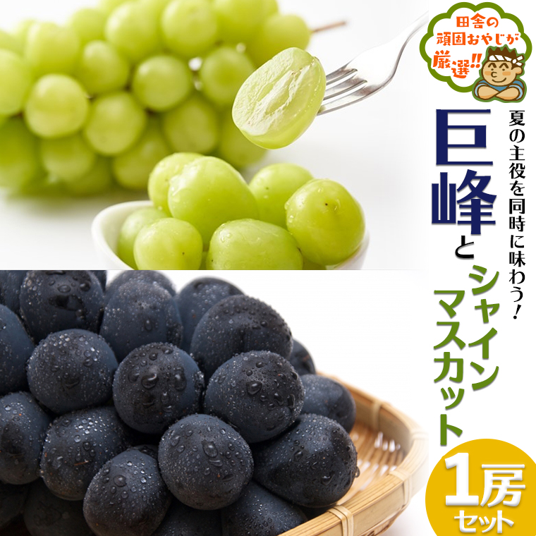田舎の頑固おやじが厳選！巨峰１房とシャインマスカット１房セット【令和3年8月から順次お届け】 [BIB1-NT]