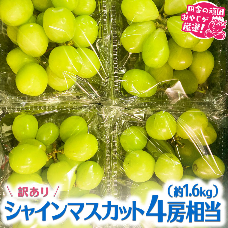 【訳あり】田舎の頑固おやじが厳選！シャインマスカット4房相当（約1.6kg） [BIC1-NT]