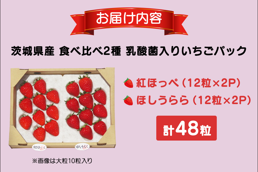 【数量限定・先行予約】 ★食べ比べ2種★ 紅ほっぺ・ほしうらら 『乳酸菌入りいちごパック』 12粒×4 いちご 乳酸菌 イチゴ 苺 食べ比べ フルーツ 果物 くだもの 健康 パック 贈答 ギフト 茨城 国産 19-R