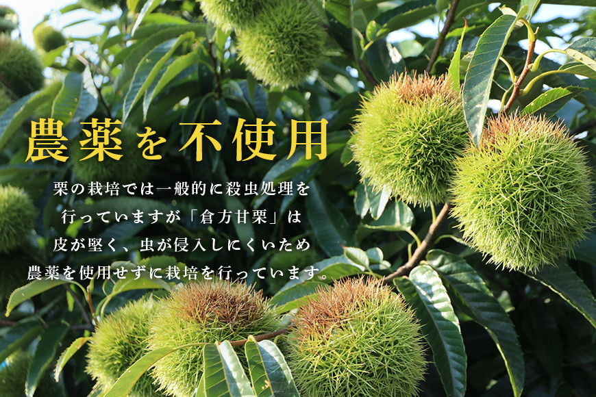 倉方甘栗の焼き栗 900g 10月中旬〜12月末発送 無農薬 栗 和栗 くり 焼栗 自然 倉方 甘栗 果物 フルーツ 日本 国産 茨城 茨城県産 秋 冬 55-B