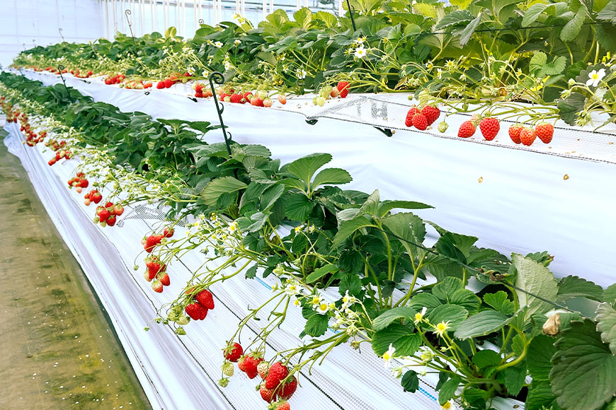 やすださん家のスイーツ園 いちご食べ放題 子ども1名（1〜3歳）40分食べ放題チケット イチゴ 苺 いちご いちご狩り 食べ放題 フルーツ 果物 フルーツ狩り チケット 体験 茨城県 楽しい 季節 農園 果物狩り 味覚狩り 19-AI