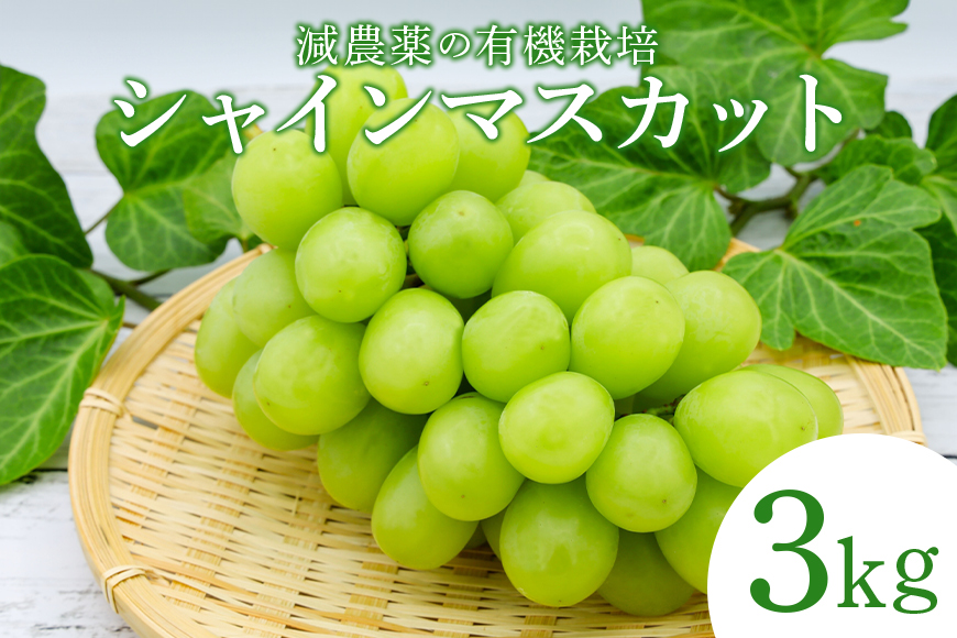 【数量限定・期間限定】 シャインマスカット 3kg マスカット ぶどう ブドウ 葡萄 果物 フルーツ 70-K