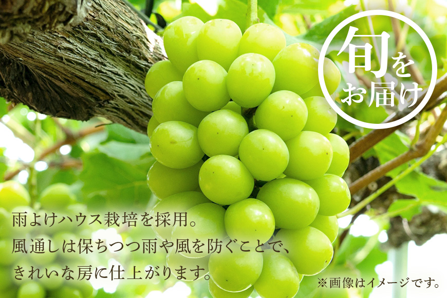 ＜2025年 先行予約＞ シャインマスカット 数量限定 3kg 農園直送 期間限定 果物 フルーツ ブドウ 葡萄 ぶどう 8月下旬以降発送 冷蔵 小美玉市 70-K