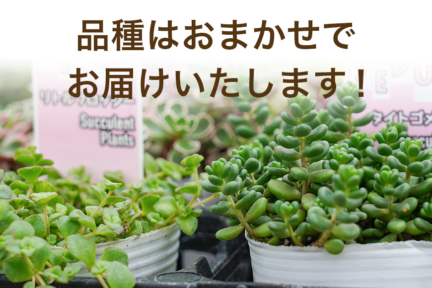 セダムお任せ 3種類×3ポットセット（合計9ポット） セダム 多肉 植物 品種 おまかせ 種類 セット 寄せ植え 観葉 苗 室内 育成 おしゃれ ギフト 贈り物 プレゼント 茨城 55-D