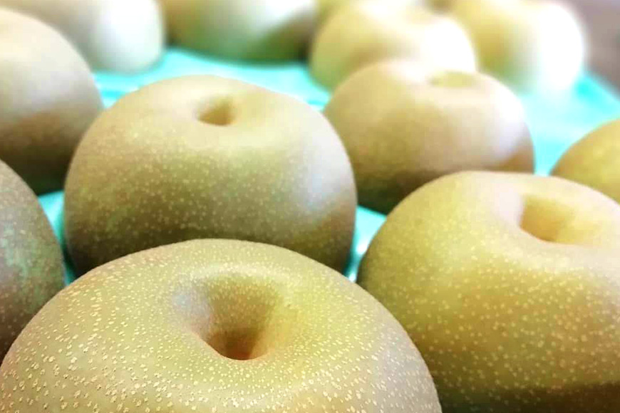 【数量限定・先行予約】【皆藤梨園】恵水(約5kg/4L~6L/12~8玉) 梨 惠水 果物 なし ナシ けいすい くだもの フルーツ 【9月上旬以降発送予定】 75-C