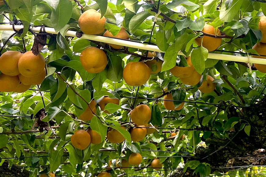 【数量限定・先行予約】【皆藤梨園】恵水(約5kg/4L~6L/12~8玉) 梨 惠水 果物 なし ナシ けいすい くだもの フルーツ 【9月上旬以降発送予定】 75-C