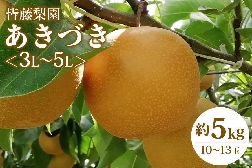 【数量限定・期間限定】【皆藤梨園】あきづき（約5kg/3L～5L/10～13玉） 数量限定 期間限定 先行予約 梨 あきづき 果物 なし ナシ 秋月 くだもの フルーツ 75-D